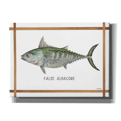 Image of 'False Albacore on White' by Cindy Jacobs, Canvas Wall Art