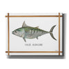 'False Albacore on White' by Cindy Jacobs, Canvas Wall Art