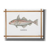 'Haddock on White' by Cindy Jacobs, Canvas Wall Art