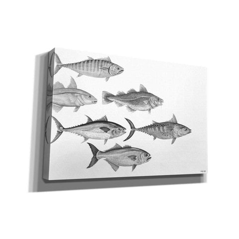 Image of 'Variety of Fish I' by Cindy Jacobs, Canvas Wall Art