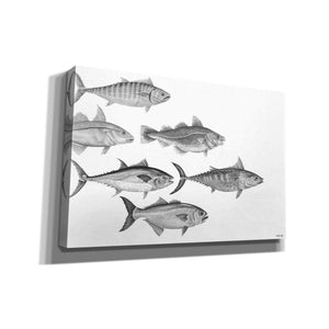 'Variety of Fish I' by Cindy Jacobs, Canvas Wall Art