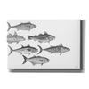 'Variety of Fish I' by Cindy Jacobs, Canvas Wall Art