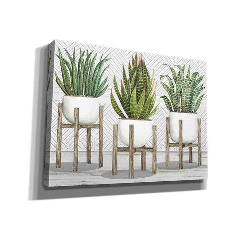 Image of 'Succulent Trio on Stands' by Cindy Jacobs, Canvas Wall Art