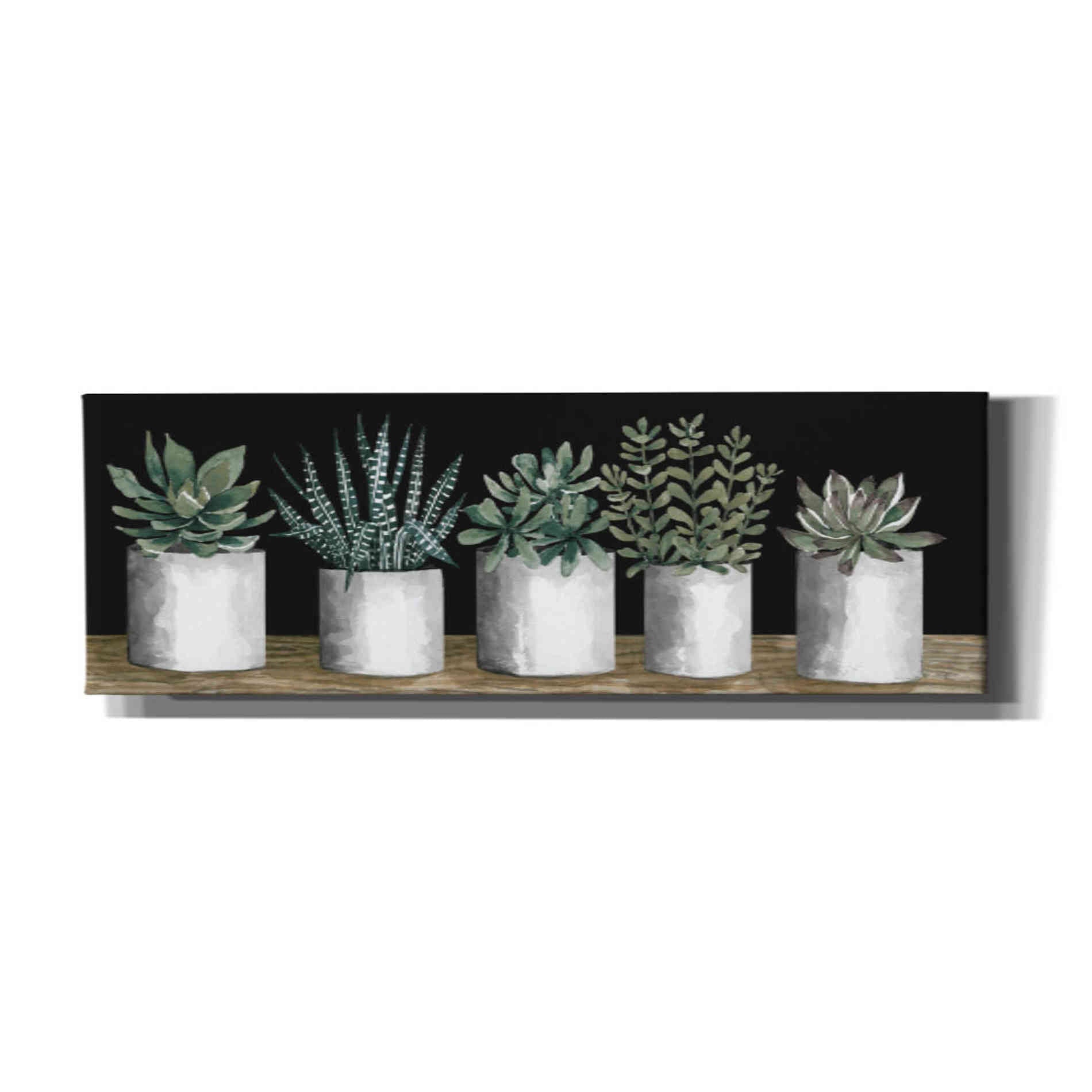 'Succulent Row' by Cindy Jacobs, Canvas Wall Art