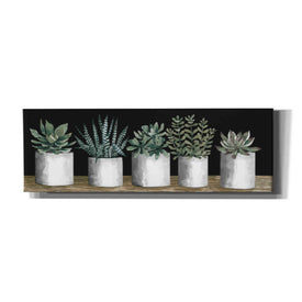 'Succulent Row' by Cindy Jacobs, Canvas Wall Art