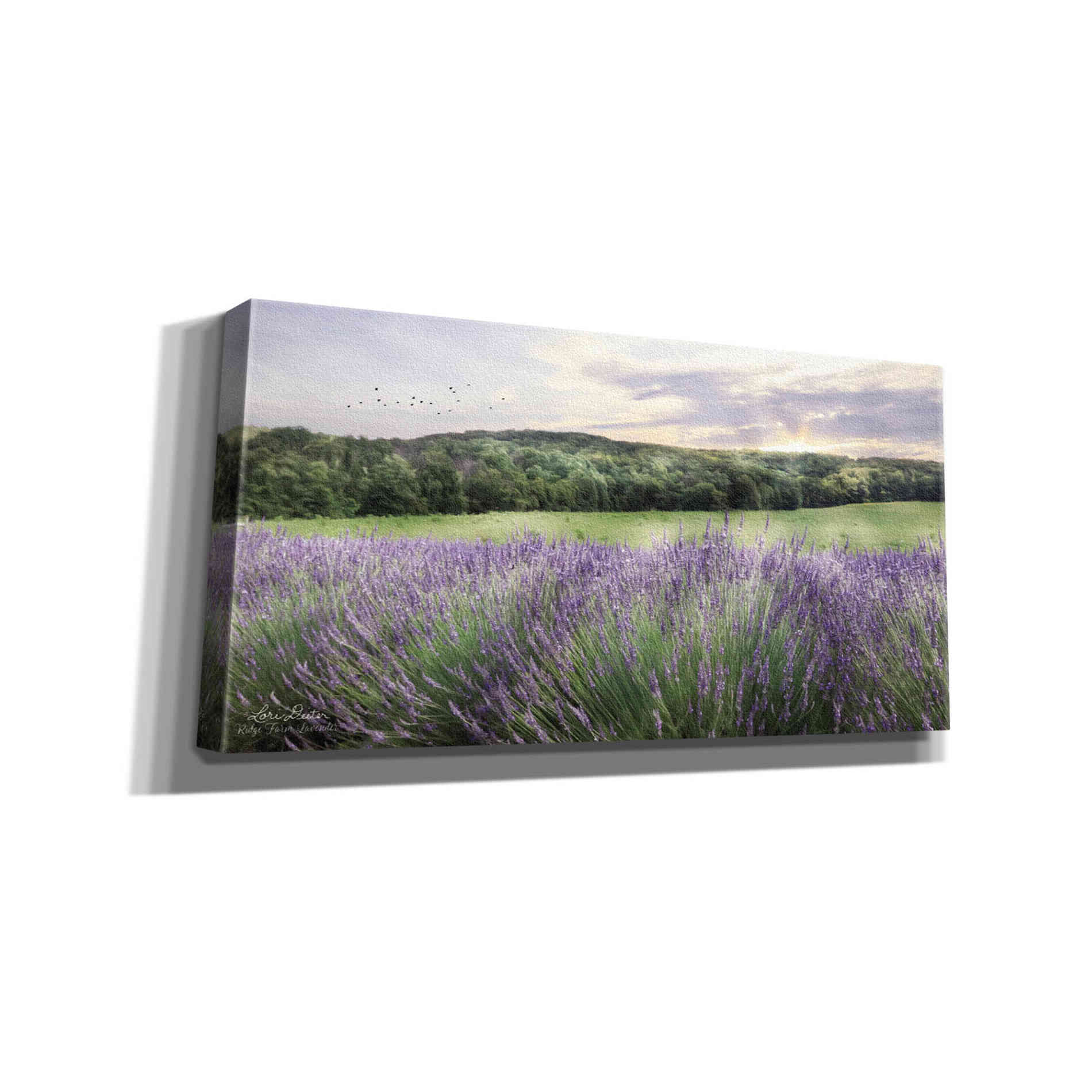 'Lavender Fields' by Lori Deiter, Canvas Wall Art