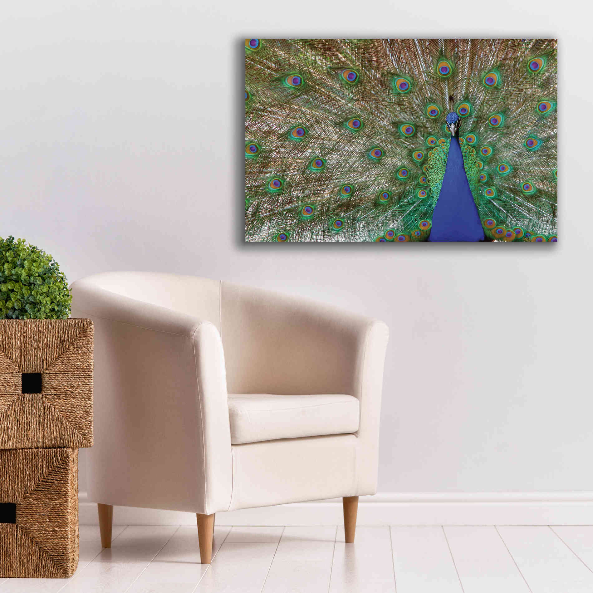 'Peacock' by Lori Deiter, Canvas Wall Art,40 x 26