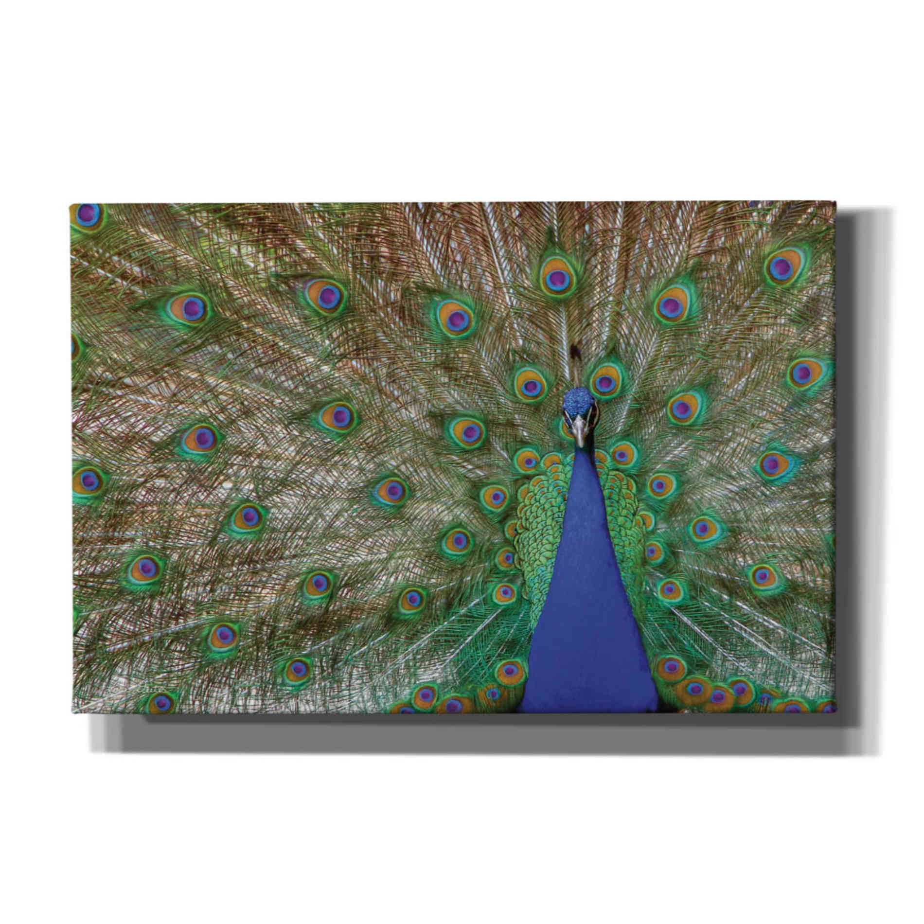 'Peacock' by Lori Deiter, Canvas Wall Art