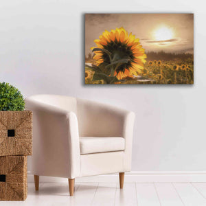 'Sunlit Sunflower' by Lori Deiter, Canvas Wall Art,40 x 26
