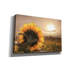 'Sunlit Sunflower' by Lori Deiter, Canvas Wall Art
