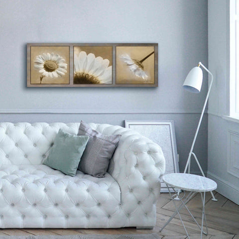 Image of 'Daisy Trio' by Lori Deiter, Canvas Wall Art,60 x 20