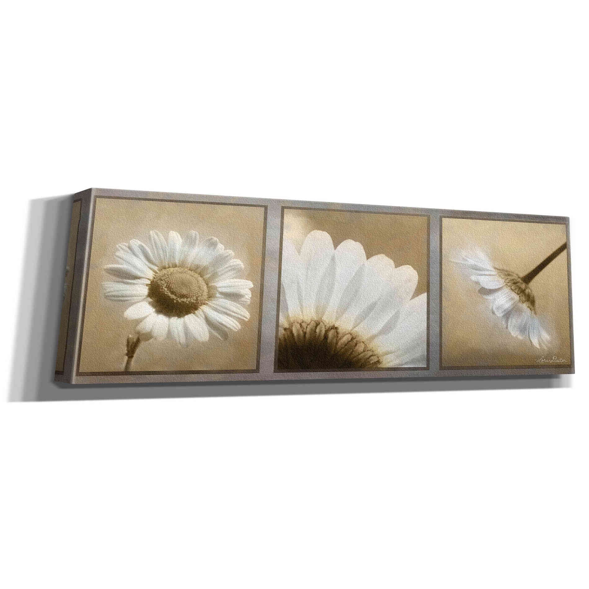 'Daisy Trio' by Lori Deiter, Canvas Wall Art