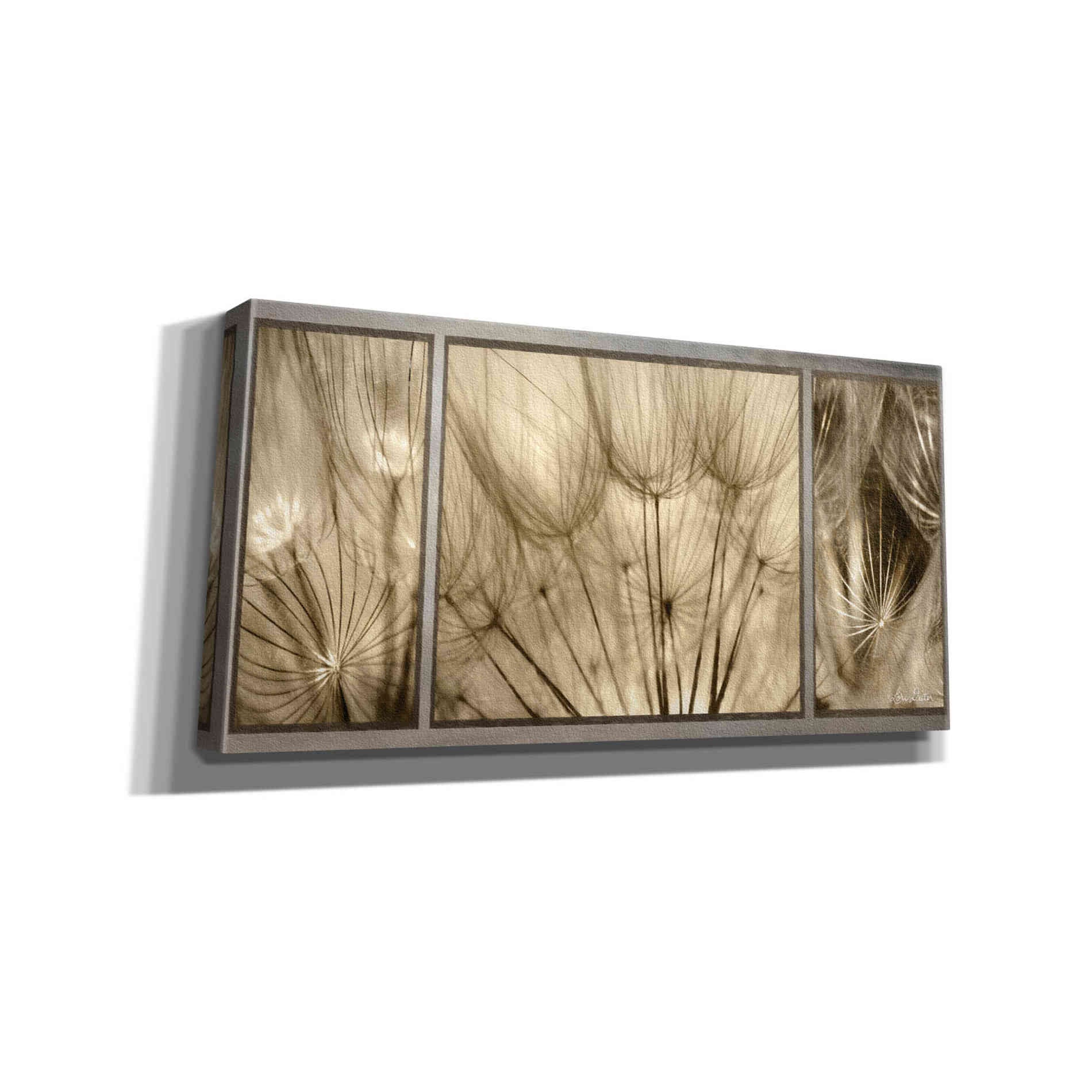 'Goatsbeard Trio' by Lori Deiter, Canvas Wall Art