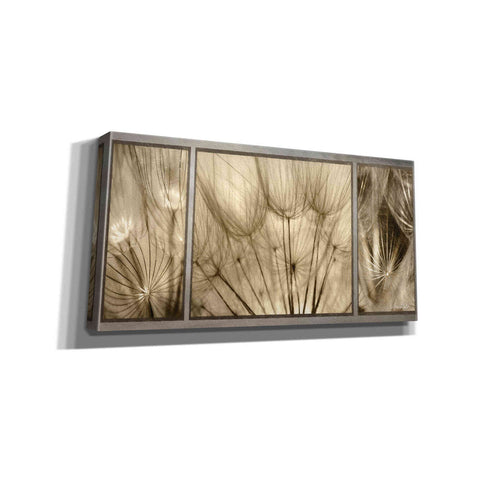 Image of 'Goatsbeard Trio' by Lori Deiter, Canvas Wall Art