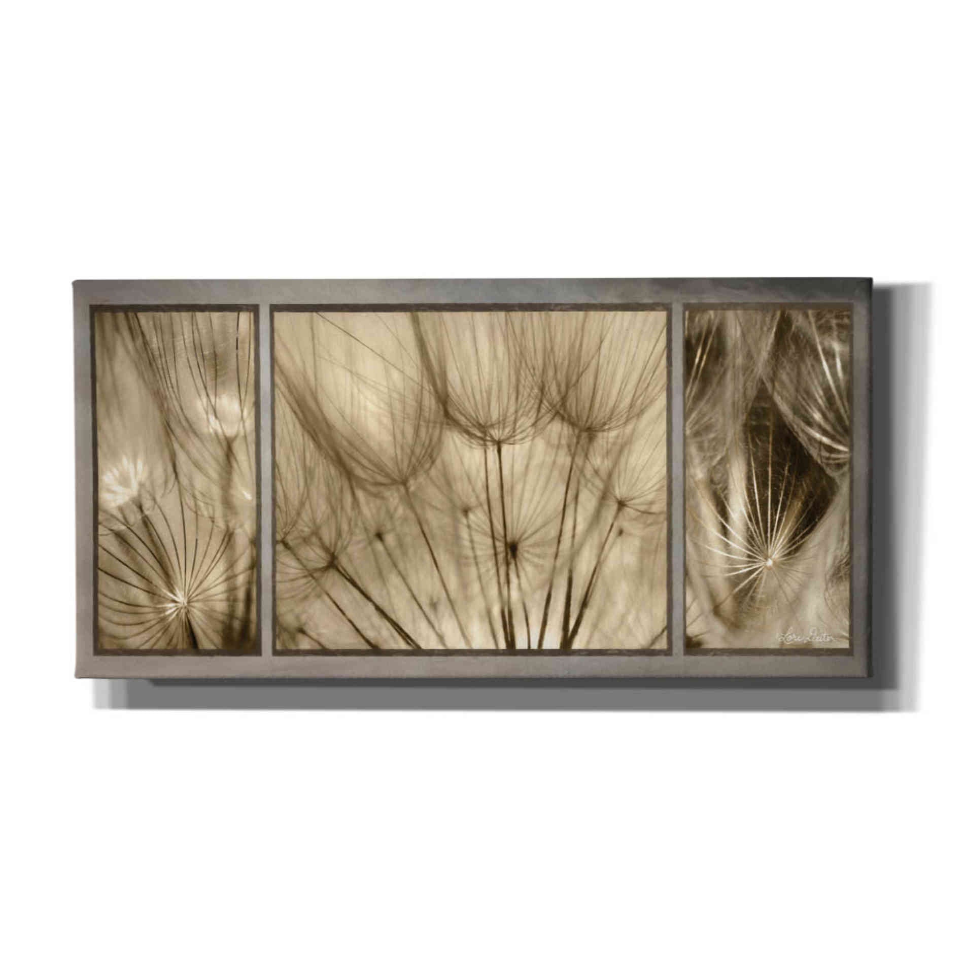 'Goatsbeard Trio' by Lori Deiter, Canvas Wall Art