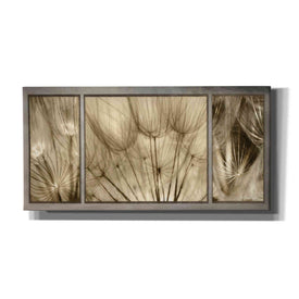 'Goatsbeard Trio' by Lori Deiter, Canvas Wall Art