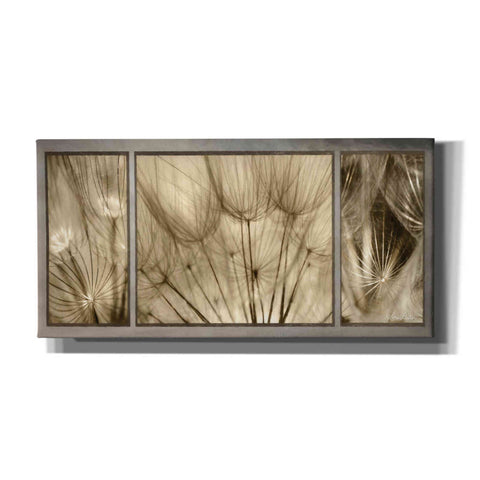 Image of 'Goatsbeard Trio' by Lori Deiter, Canvas Wall Art