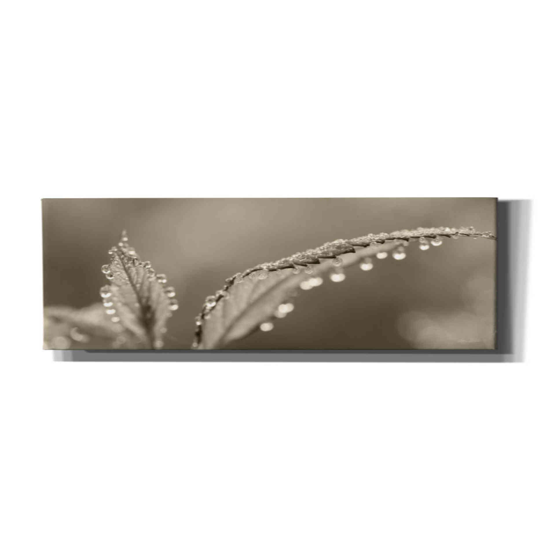 'Dewey Morning' by Lori Deiter, Canvas Wall Art