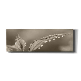 'Dewey Morning' by Lori Deiter, Canvas Wall Art