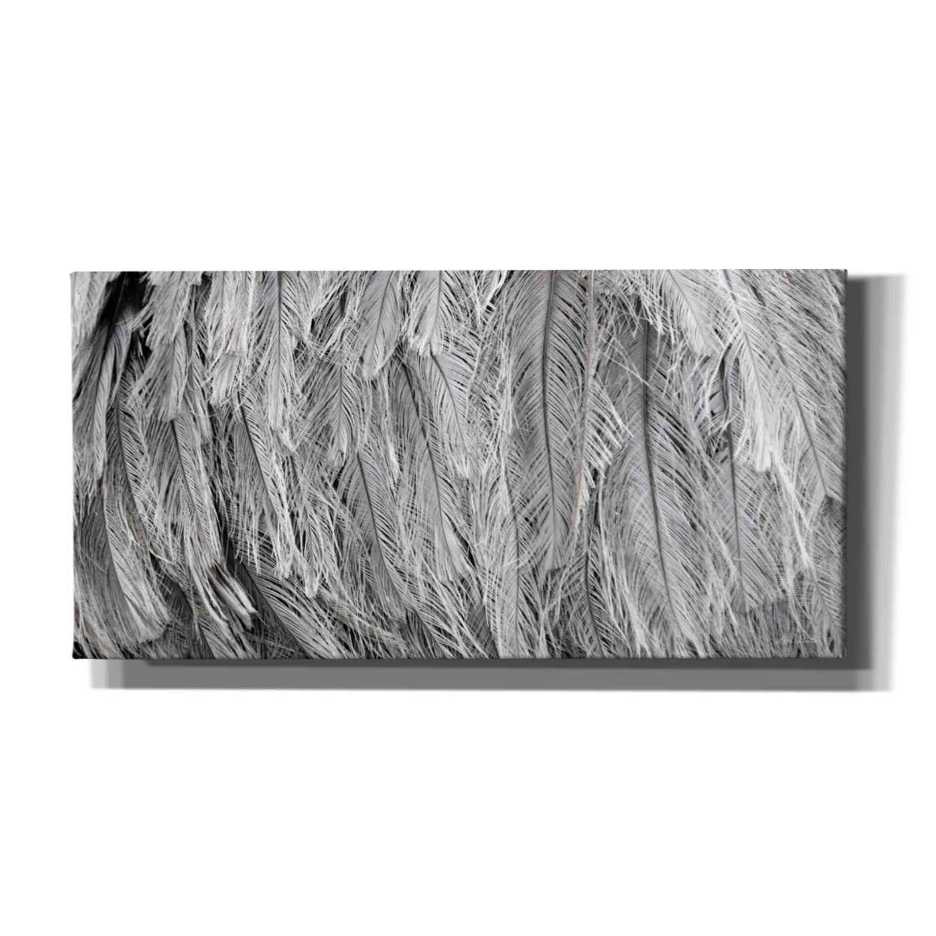 'Silver Feathers' by Lori Deiter, Canvas Wall Art