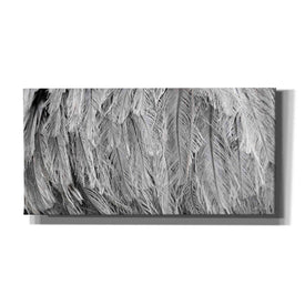 'Silver Feathers' by Lori Deiter, Canvas Wall Art