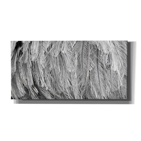 Image of 'Silver Feathers' by Lori Deiter, Canvas Wall Art