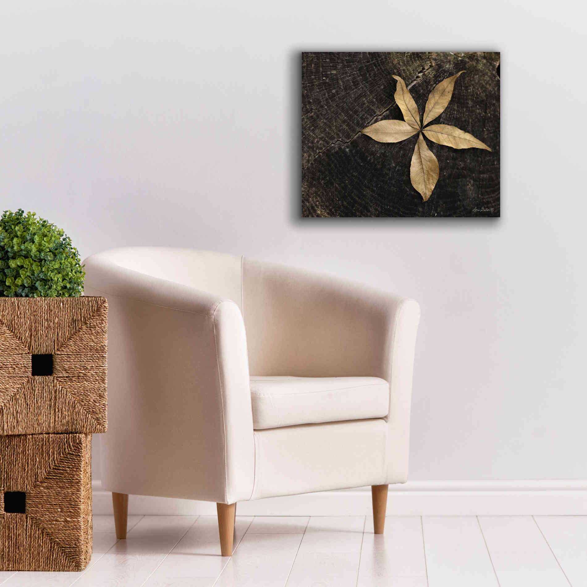 'Natural Buckeye Leaf' by Lori Deiter, Canvas Wall Art,24 x 20