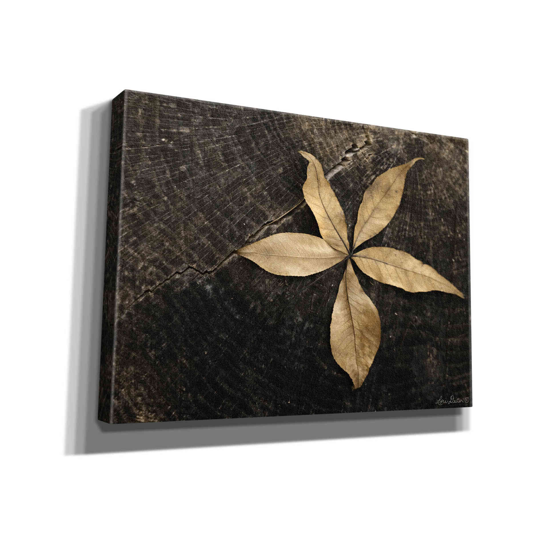 'Natural Buckeye Leaf' by Lori Deiter, Canvas Wall Art