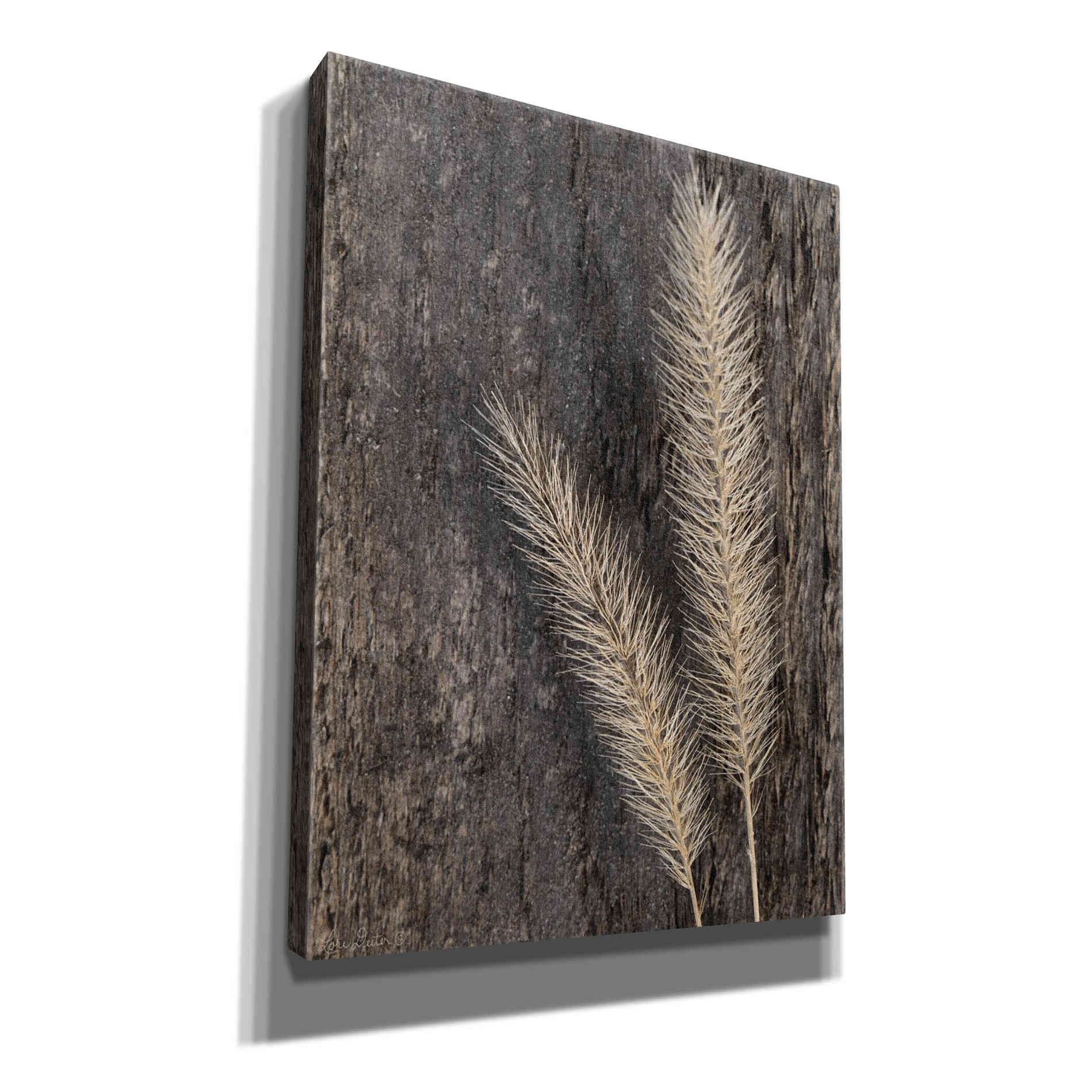 'Natural Wheat' by Lori Deiter, Canvas Wall Art