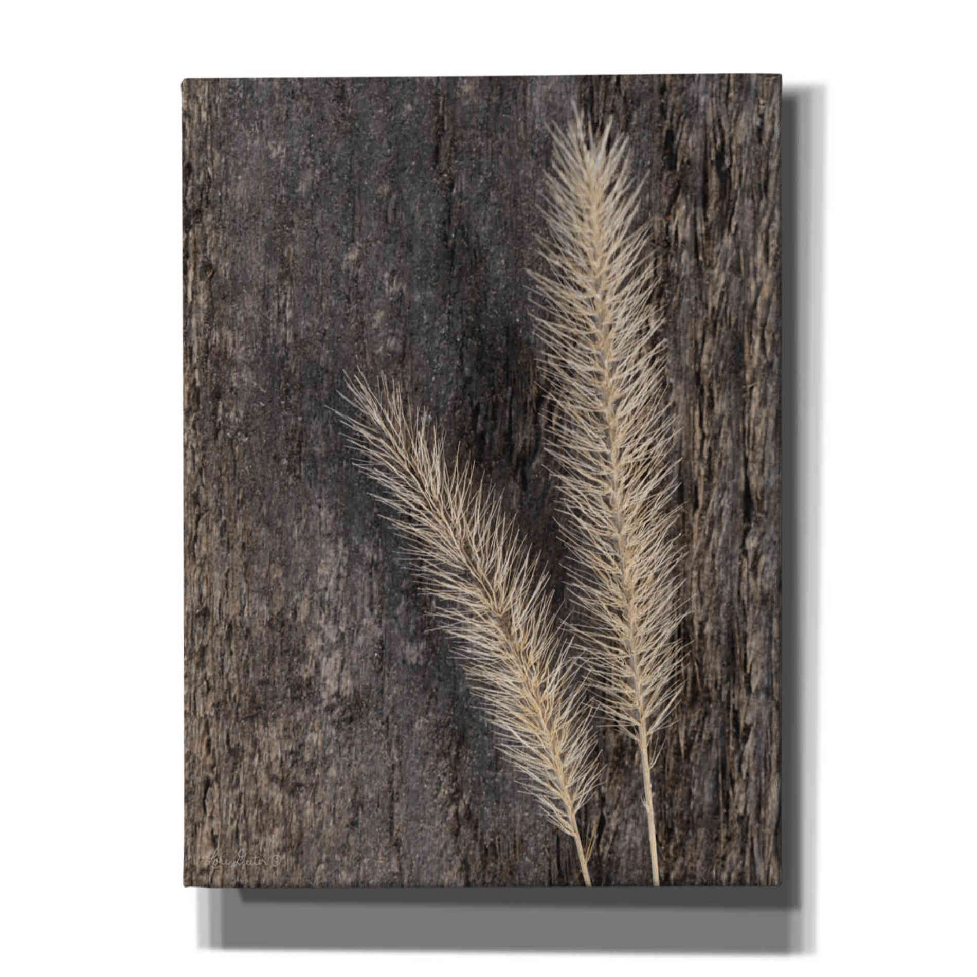 'Natural Wheat' by Lori Deiter, Canvas Wall Art