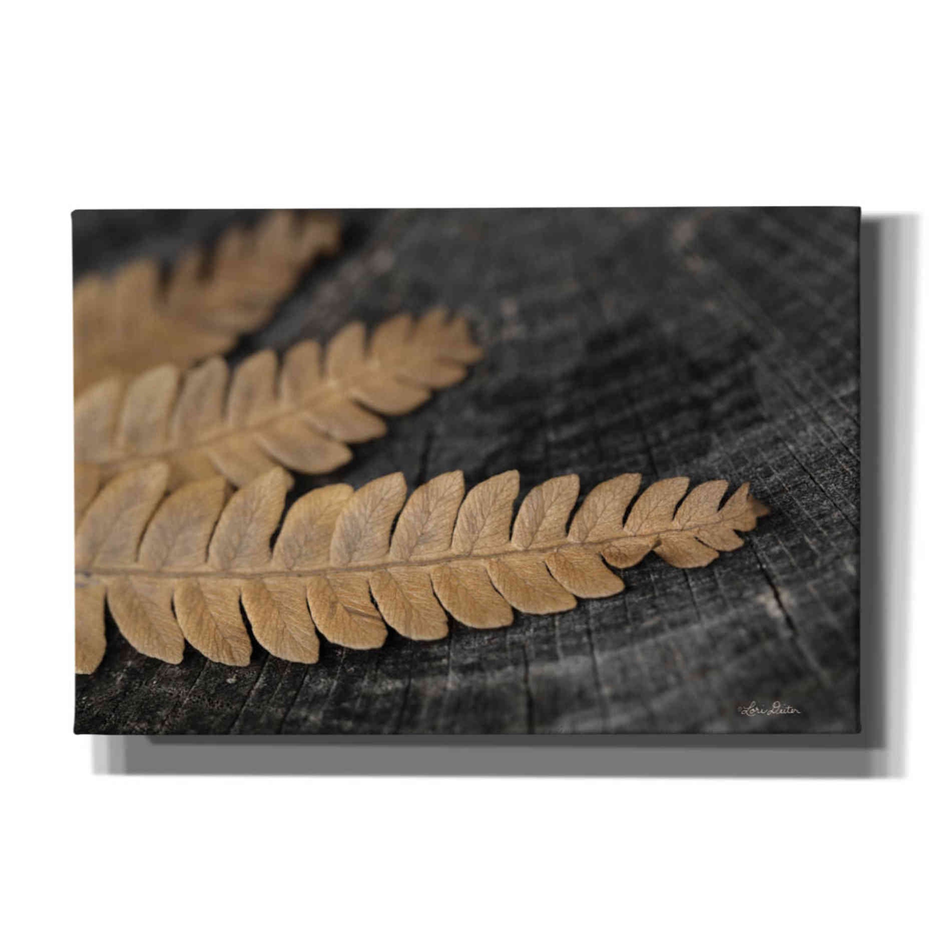 'Gold on Black V' by Lori Deiter, Canvas Wall Art