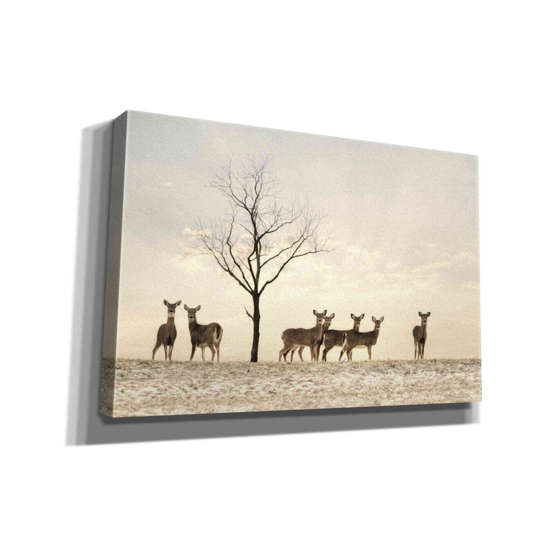 'Doe a Deer' by Lori Deiter, Canvas Wall Art