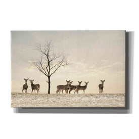'Doe a Deer' by Lori Deiter, Canvas Wall Art