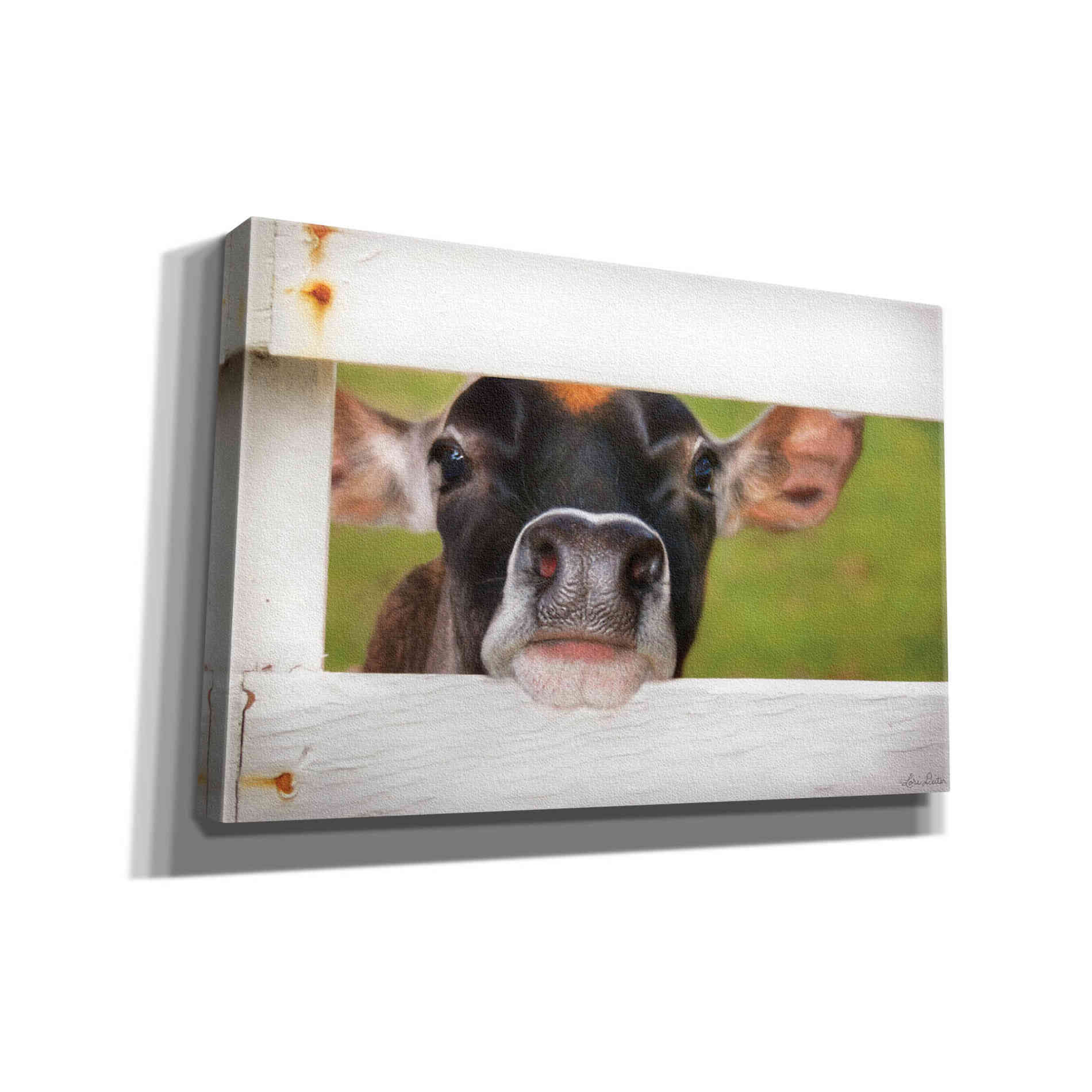 'Cow at Fence' by Lori Deiter, Canvas Wall Art