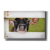 'Cow at Fence' by Lori Deiter, Canvas Wall Art