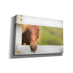 'Horse at Fence' by Lori Deiter, Canvas Wall Art