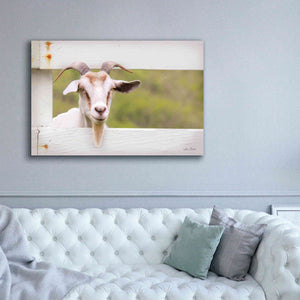 'Goat at Fence' by Lori Deiter, Canvas Wall Art,60 x 40