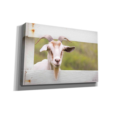 Image of 'Goat at Fence' by Lori Deiter, Canvas Wall Art