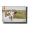 'Goat at Fence' by Lori Deiter, Canvas Wall Art