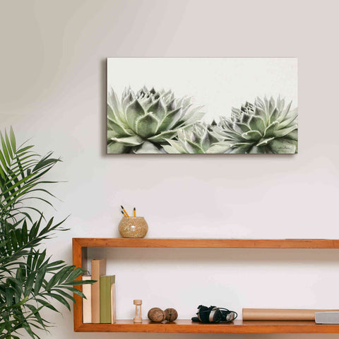 Image of 'Soft Succulents I' by Lori Deiter, Canvas Wall Art,24 x 12