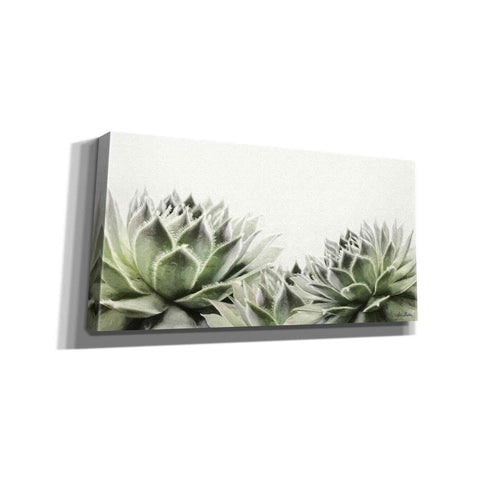 Image of 'Soft Succulents I' by Lori Deiter, Canvas Wall Art