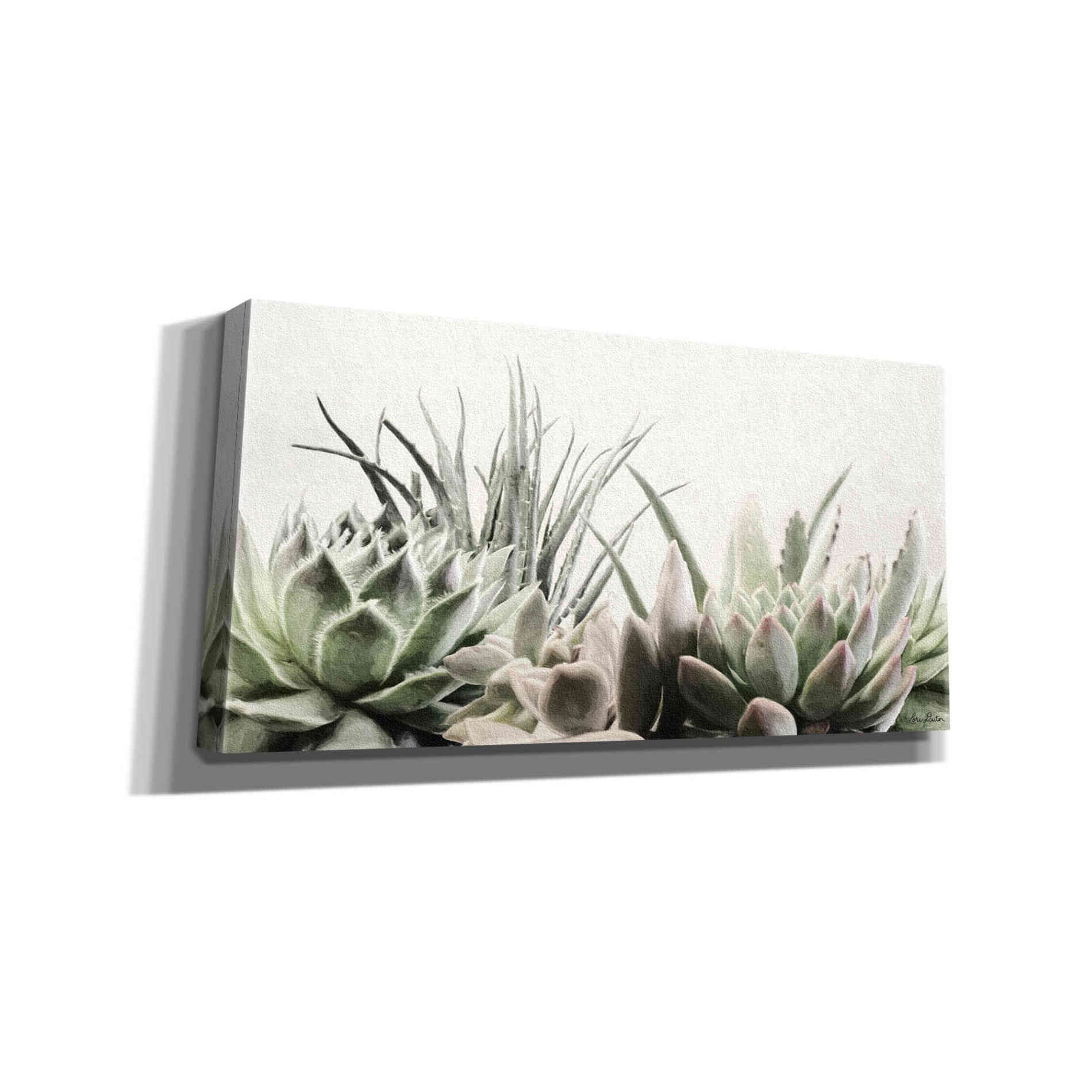'Soft Succulents II' by Lori Deiter, Canvas Wall Art