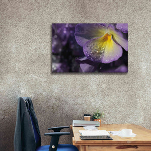 'Purple Pansy' by Lori Deiter, Canvas Wall Art,40 x 26