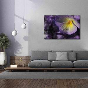 'Purple Pansy' by Lori Deiter, Canvas Wall Art,60 x 40