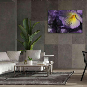 'Purple Pansy' by Lori Deiter, Canvas Wall Art,60 x 40