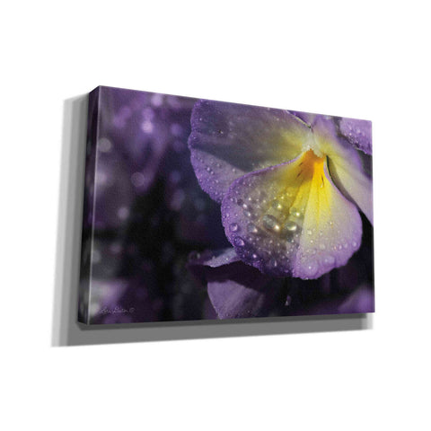 Image of 'Purple Pansy' by Lori Deiter, Canvas Wall Art