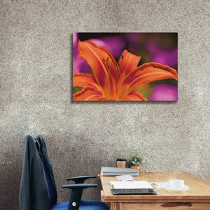 'Floral Pop V' by Lori Deiter, Canvas Wall Art,40 x 26