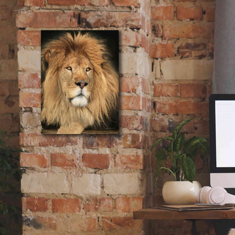 Image of 'King of the Jungle' by Lori Deiter, Canvas Wall Art,12 x 16
