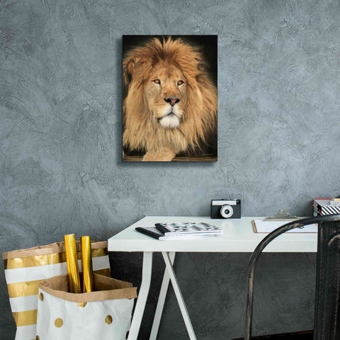 Image of 'King of the Jungle' by Lori Deiter, Canvas Wall Art,12 x 16