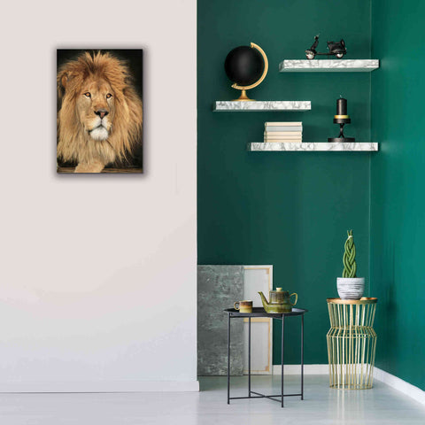 Image of 'King of the Jungle' by Lori Deiter, Canvas Wall Art,18 x 26